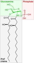 Lipide X, précurseur du lipide A, et donc du LPS