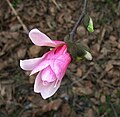 Magnolia pośrednia