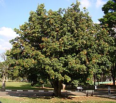 Description de l'image Pachira aquatica Tree.jpg.