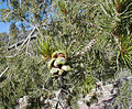 Detail of foliage, cones