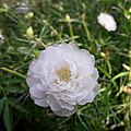 Portulaca Grandiflora in India