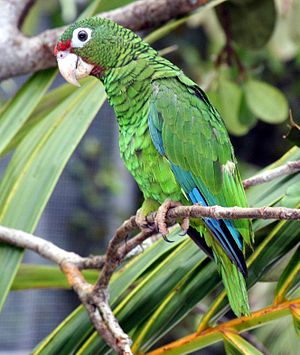 Puertorika amazono