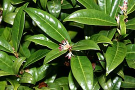 Sarcococca hookeriana var. humilis