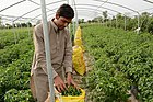 Sadonkorjuuta tun­ne­lissa, Pakistan.