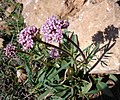 Miniatura para Valeriana tuberosa