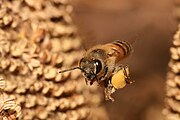 Photo d'une abeille en vol portant du pollen