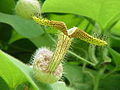 Aristolochia littoralis