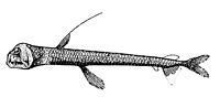 Chauliodus danae