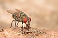 Chrysomya albiceps eating