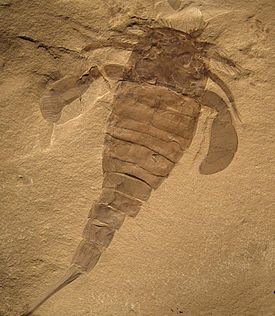 Окаменелость ракоскорпиона Eurypterus remipes