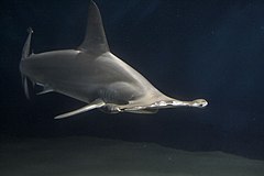 Scalloped hammerhead