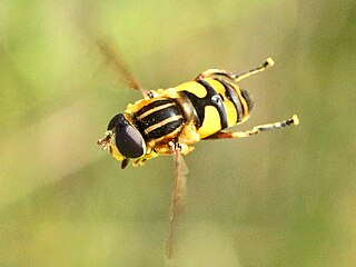 Narrow-headed marsh fly