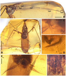 Manipulator modificaputis