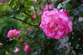 Rosa 'Harlekin' Россия, Владимирская область