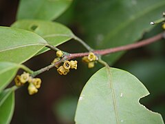 Salacia oblonga.