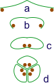 Image 34The evolution of syncarps. a: sporangia borne at tips of leaf b: Leaf curls up to protect sporangia c: leaf curls to form enclosed roll d: grouping of three rolls into a syncarp (from Evolutionary history of plants)