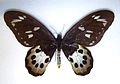 Ornithoptera tithonus チトヌストリバネアゲハ♀