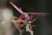 ベニトンボ属 ベニトンボ Trithemis annulata