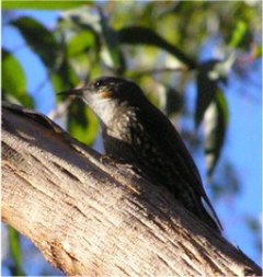 Cormobates leucophaeus