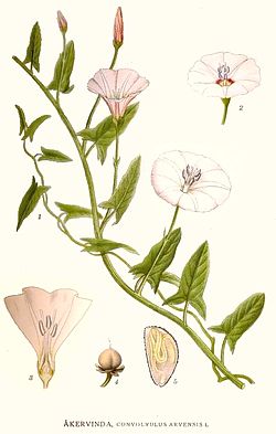 Harilik kassitapp (Convolvulus arvensis)