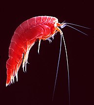 Marine amphipod