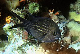 Chromis chromis