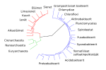 Pienoiskuva sivulle Evoluutio