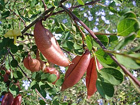 Colutea arborescens