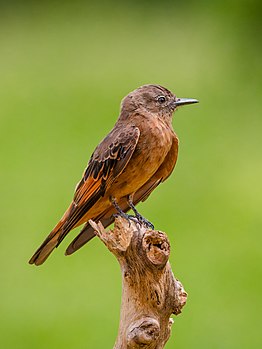 Ласта (лат. Hirundinea ferruginea), Бразил