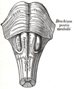 Medulla oblongata and pons