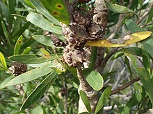 Hakea oleifolia fruit.jpg