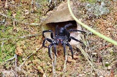 Liphistius malayanus, a member of the Liphistiidae