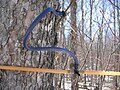 Image 21Sugar maple (Acer saccharum) tapped to collect sap for maple syrup (from Tree)