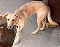 Mixed-breed dog