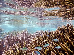 Sea life near Jaco