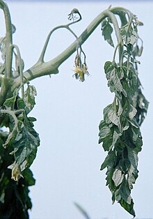 Photo of tomato plant with Ralstonia wilt symptoms