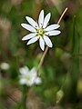 Grasmuur (Stellaria graminea)