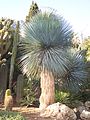 Yucca rostrata