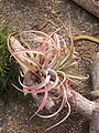 Tillandsia