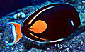 An Achilles tang, a black, lyre-tailed fish with an orange spot just before the caudal peduncle, black dorsal and anal fins with an orange stripe marking the boundary between fin and body. The tail is orange and white.