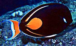 Achilles tang, Acanthurus achilles