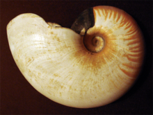 Allonautilus scrobiculatus.png