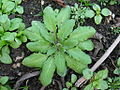 Rosette de feuilles.