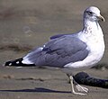 Image 6The California gull is the Utah state bird. (from Utah)