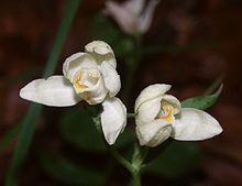 Cephalanthera damasonium