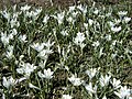 Crocus vernus ‘Jeanne d’Arc’