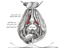 الفروع العميقة من شريان حرقفي غائر.