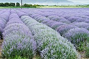 Lavandula fields near Drama, Greece