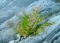 Limonium carolinianum – východní pobřeží Severní Ameriky