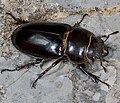 Самка Lucanus barbarossa